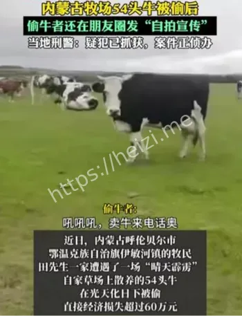 河南南阳54头牛被偷